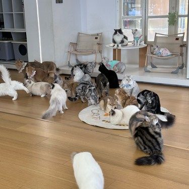 猫咪快乐时光记