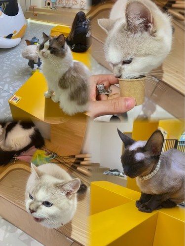我不允许作为猫奴的你们不知道这家猫咖