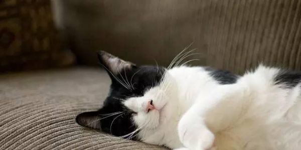 如何有效去除宠物猫体内弓形虫（一起保护我们的毛茸宠物健康）