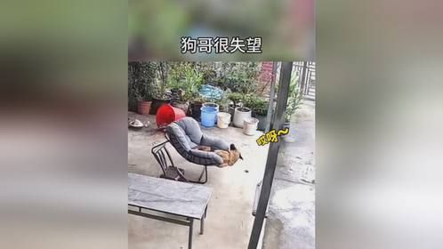 狗：这玩意儿还不如我那狗窝。