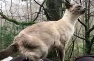家猫“骑马”新体验，宠物猪成坐骑，主人乐在其中！
