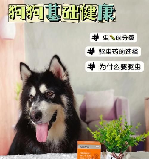 宠物狗狗驱虫多少钱一次（了解狗狗驱虫的费用和注意事项）