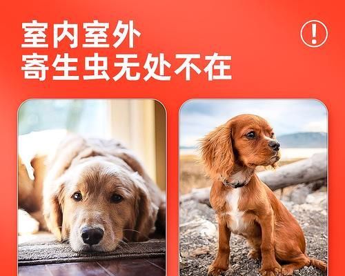 狗狗驱虫要多少钱（驱虫为宠物健康保驾护航）
