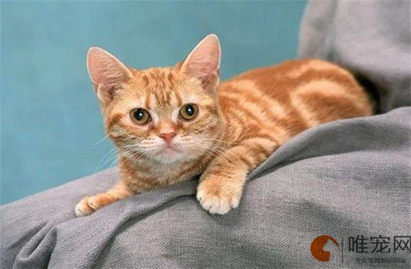给猫驱虫多少钱 可以自己驱吗