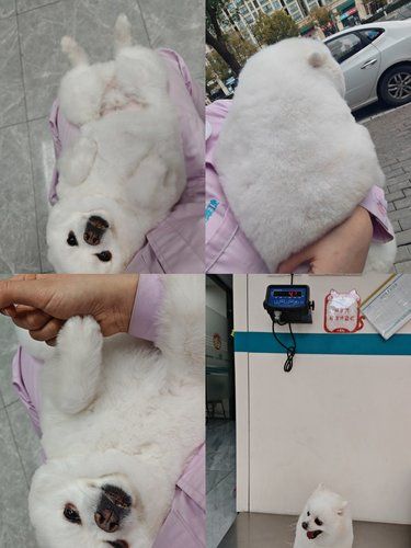 这个狗狗有点胖[狗头][狗头]