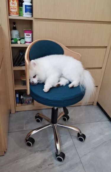 萌宠专属体检套餐，疾病早发现早预防
