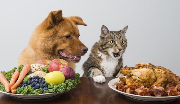 猫肉能吃吗,有什么功效