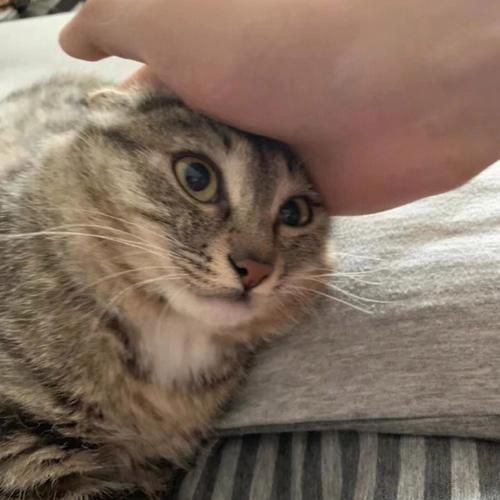 猫咪能吃瓜子仁吗？解读瓜子仁对宠物猫的影响