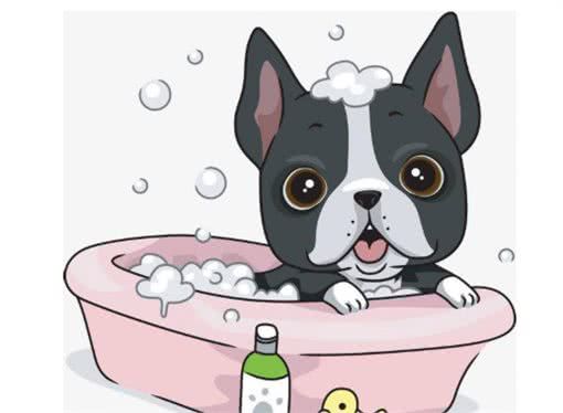 分享六种去除“狗臭味”的方法