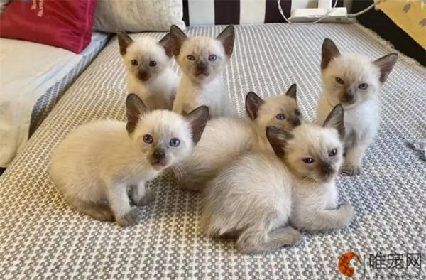小猫太小但又有臭味怎么办