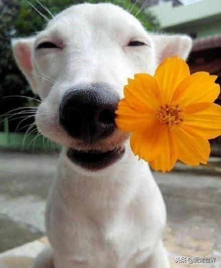 十二星座专属萌宠犬，星座犬种大揭秘