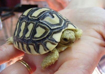 最适合十二星座的宠物是什么？天蝎座养这个就厉害了！