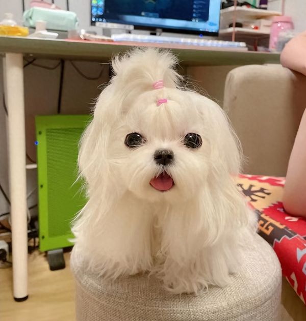 宠物体味重怎么去除 宠物异味如何处理好呢(图2)
