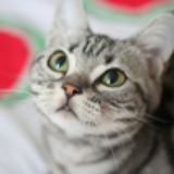 lalala喵子猫猫