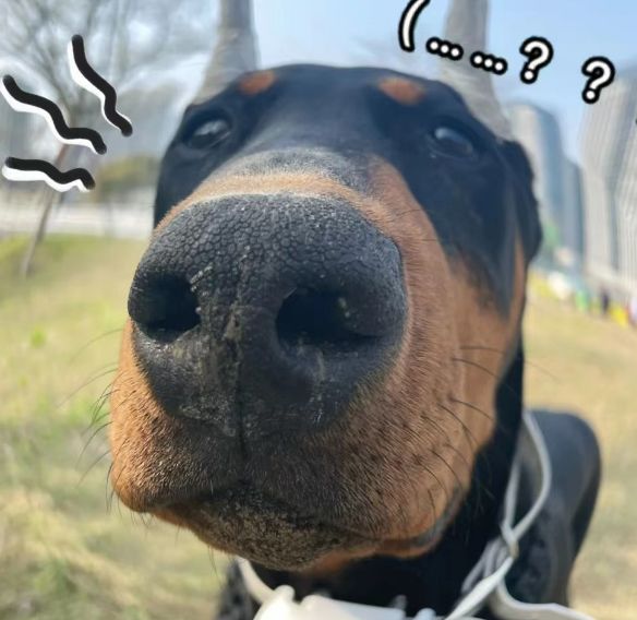 杜宾犬适合家养吗