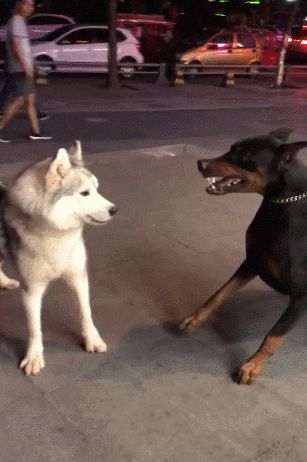 杜宾犬适合家养吗