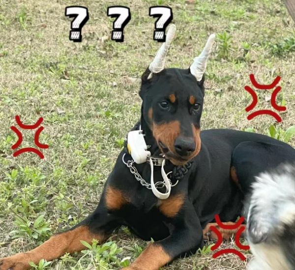 杜宾犬适合家养吗