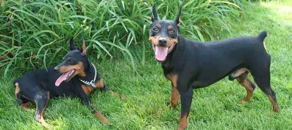 迷你杜宾犬——小巧玲珑的宠物选择（历史渊源、美容技巧、宠爱小贴士）
