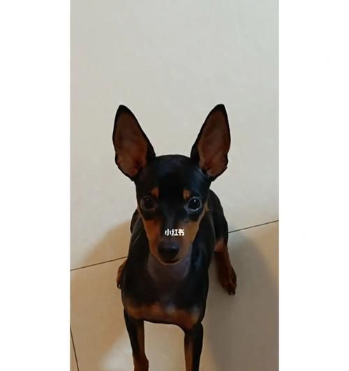 迷你杜宾犬——小巧玲珑的宠物选择（历史渊源、美容技巧、宠爱小贴士）