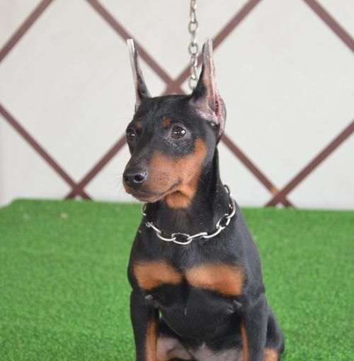 迷你杜宾犬——小巧玲珑的宠物选择（历史渊源、美容技巧、宠爱小贴士）