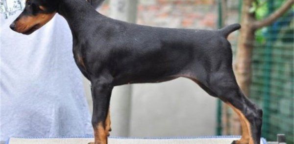 杜宾犬如何分辨公母