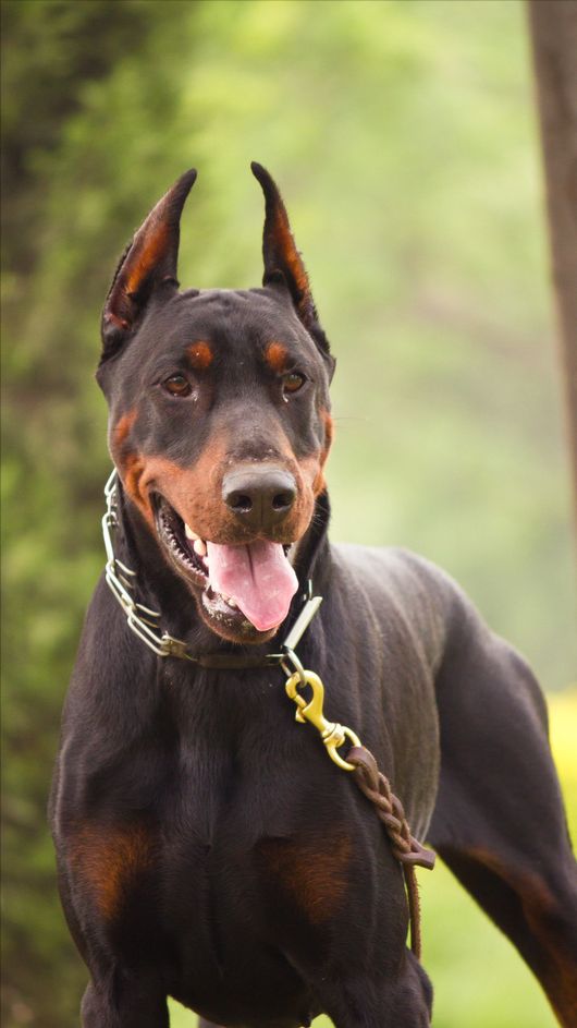 杜宾犬的优点和缺点，杜宾犬适合新手养吗