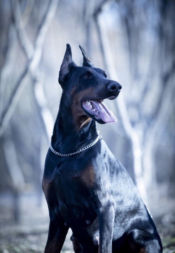 杜宾犬的优点和缺点，杜宾犬适合新手养吗