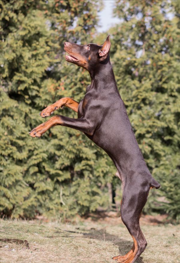 杜宾犬的优点和缺点，杜宾犬适合新手养吗