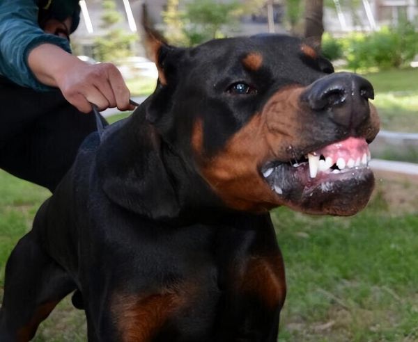 杜宾犬的优点和缺点，杜宾犬适合新手养吗