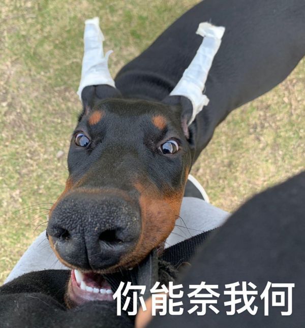杜宾犬的优点和缺点，杜宾犬适合新手养吗
