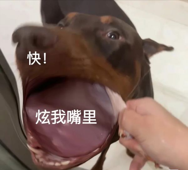 杜宾犬的优点和缺点，杜宾犬适合新手养吗