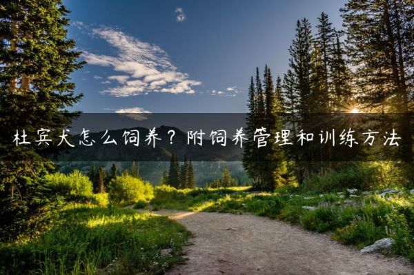 杜宾犬怎么饲养？附饲养管理和训练方法