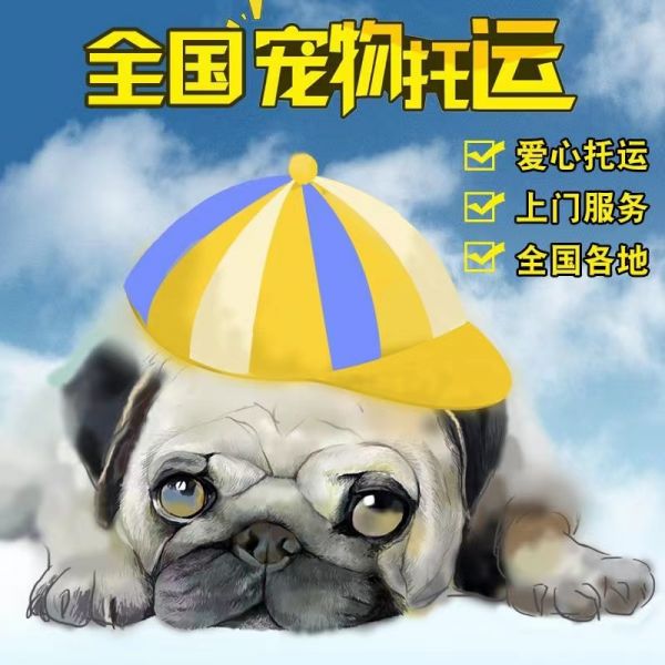 郑州托运公司上门接宠