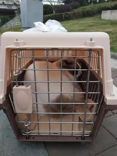 郑州 猫咪托运 靠谱 托运运输