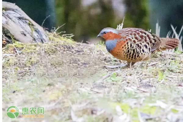 竹鸡的价格