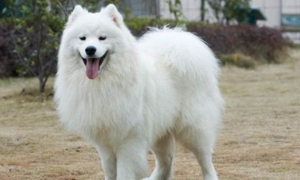 宠物狗死了怎么安葬