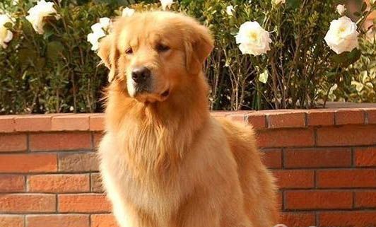 宠物狗死了怎么安葬