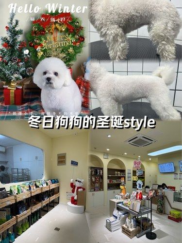 青岛新开的宠物天堂宠物也要美美哒