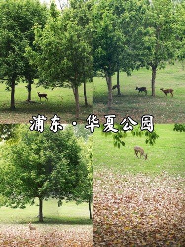 浦东华夏公园，周末免费遛娃胜地