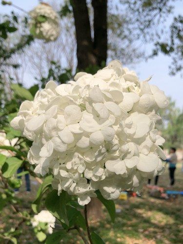 吸光的绣球花