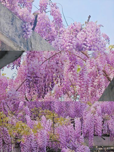 4.10实拍！紫藤花盛花期已至点位合集