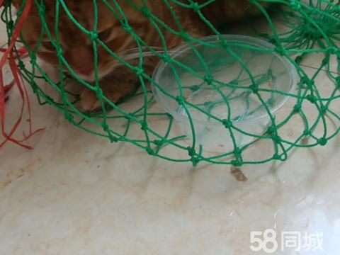 乐山宠物赠送/领养·春华路605公馆小区门卫室网住一只橘猫 眼睛大 性格温和 声音温柔 祈