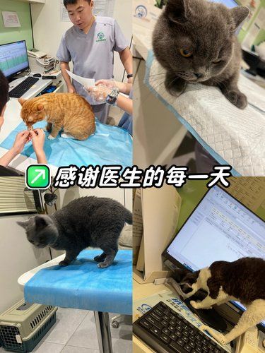 医院里的猫咪日常