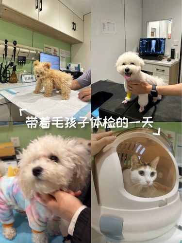 带着毛孩子体检的一天