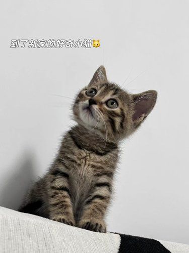 我的狸花猫为什么比宠物猫脆弱 