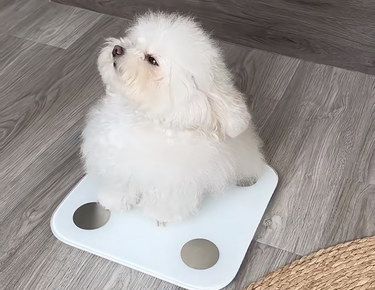 点星这个收入轻喷