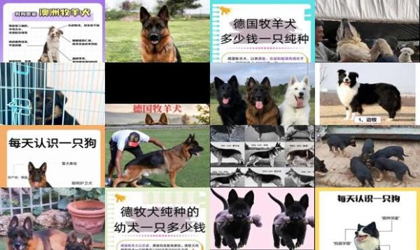 牧羊犬在哪买