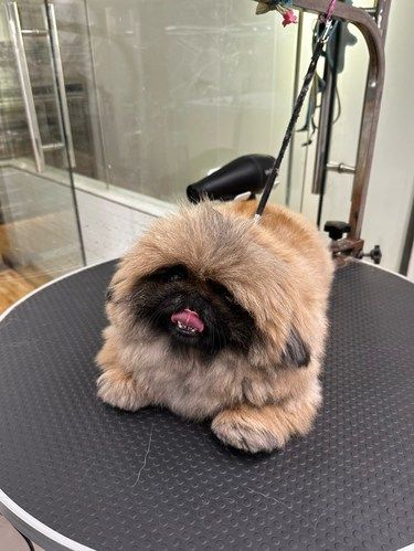 宠物洗护