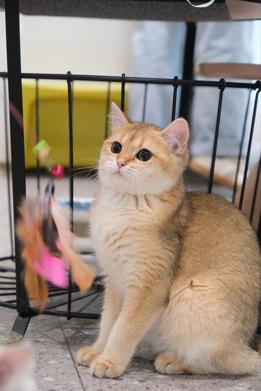 被小猫小狗治愈的一天