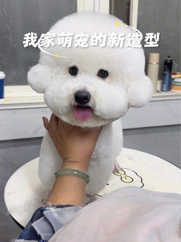 浮山后喵小汪剪毛简直美绝了！